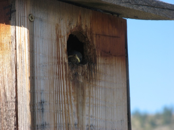 Western bluebird nestling peers out of nestbox.