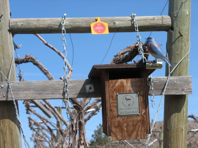 Webster, my decoy Western Bluebird, perches on the edge of a nest box.