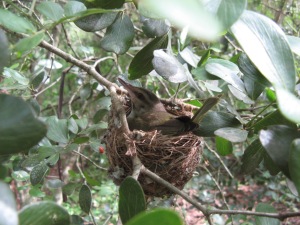 Female black-whiskered vireo sitting on her nest.
