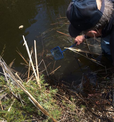 Using a net to scoop the strands of Yellow perch eggs out of the pond.