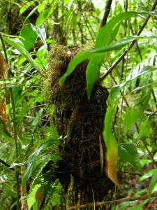 One of our experimental nests, placed in the forest 