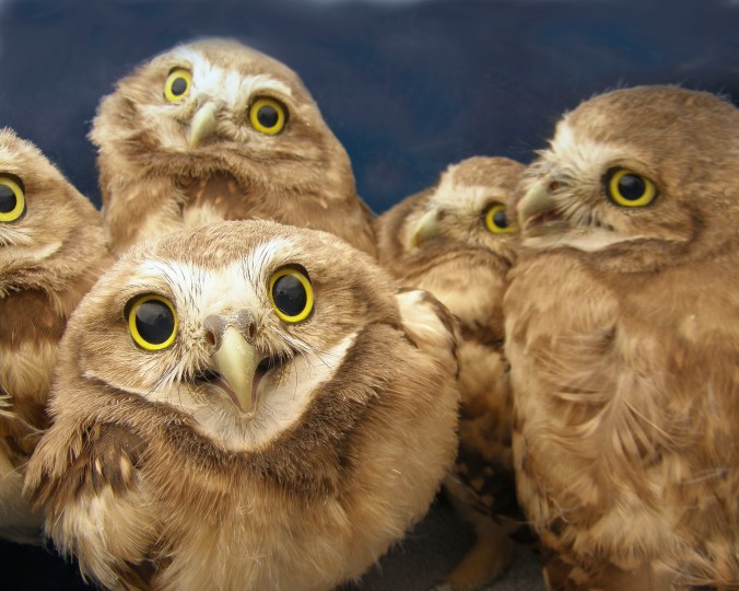4-week-old burrowing owls after banding. (Photo credit: Lauren Meads.)
